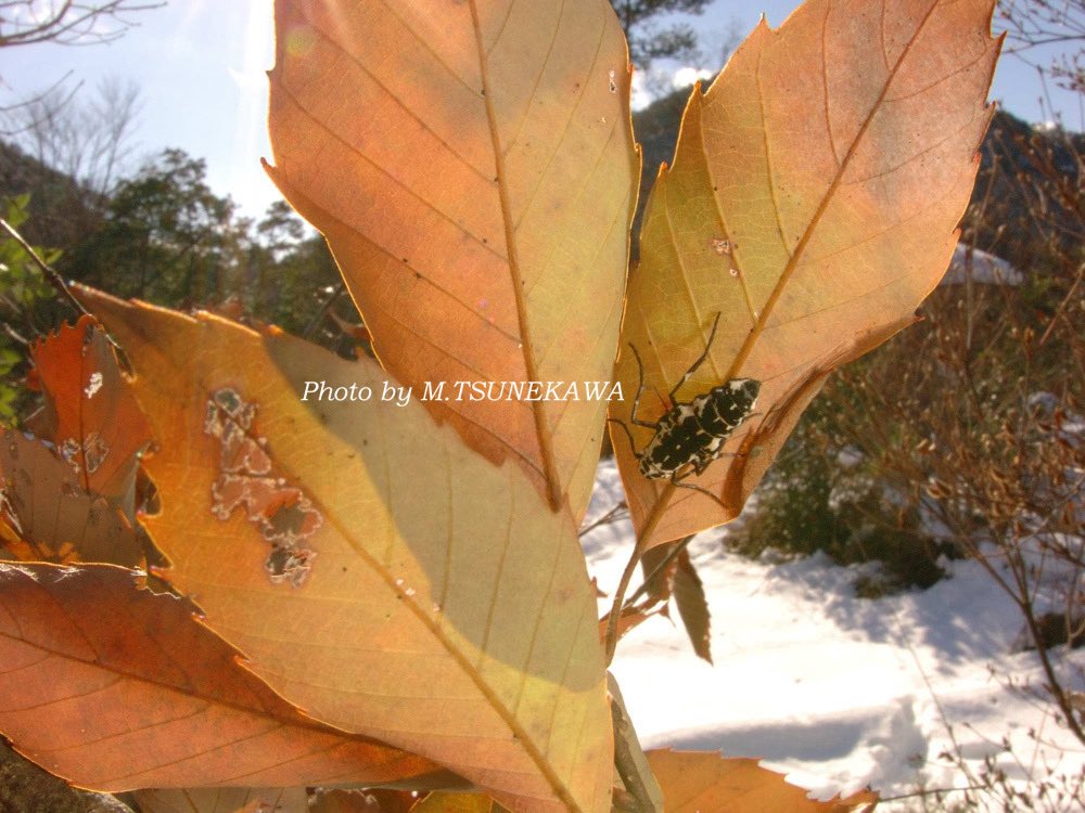 Photoinsect's tweet image. 雪の重みで折れたコナラの枝に付いてたチャバネフユエダシャクのメス
いつ見てもフユシャクのメスのフォルムは独特で惹かれます！
#フユシャク