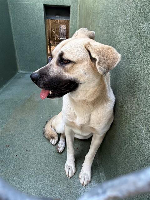 SabaMekaZeus's tweet image. 🆘 CRITICAL in #California 🐕

Please ADOPT or FOSTER or PLEDGE to Save Beautiful 2 yr old #GermanShepherd CARRIE

CARRIE is in a High Kill Shelter &amp;amp; Urgently need a Hero to save her

Watch CARRIE and Learn More👇🏼

If you think you’re her HERO: 
contact @IsaBobby2406