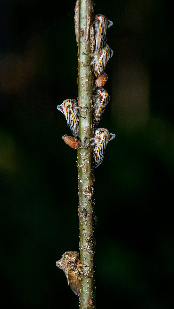 TreehopperGO_GT tweet media