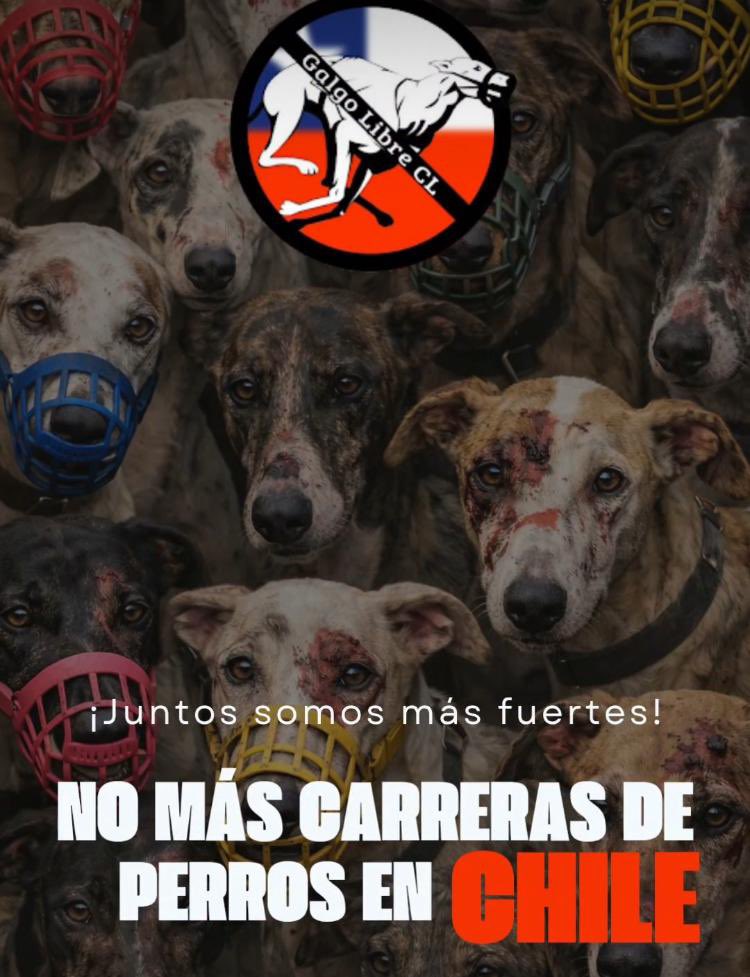 manecita06's tweet image. No más carreras de galgos !!!!!@
 @GobiernodeChile @Camara_cl @Senado_Chile @ciudadanovidela 🙏🙏🙏RT