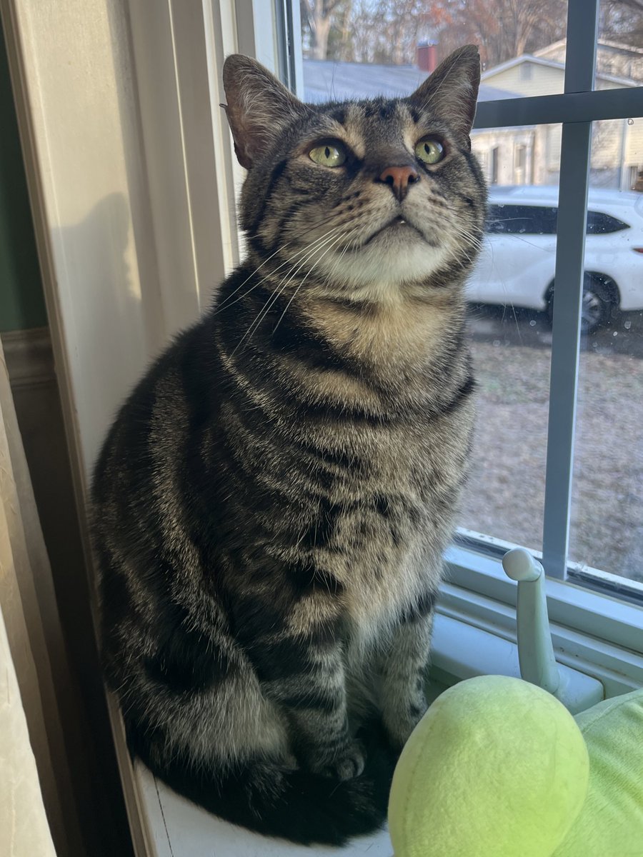 mrfishtopher's tweet image. no windowsill is complete until theres a cat to sit in it