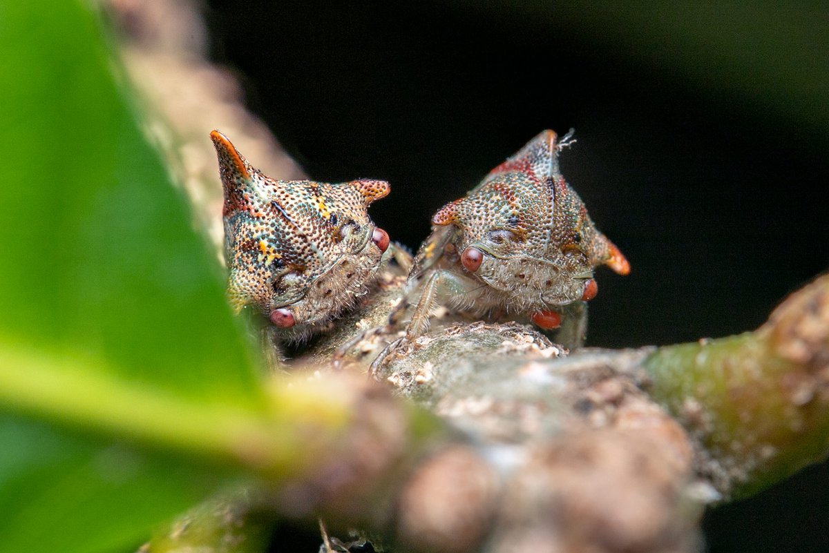 TreehopperGO_GT tweet media