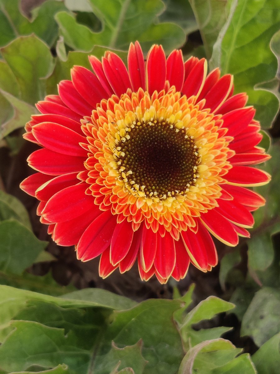 Good morning friends 🌹🙏 
Flowers #gardening #nature