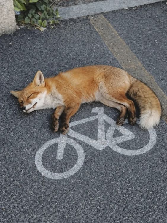 FoxGazerTales's tweet image. Cyclist by day, sleeper by choice