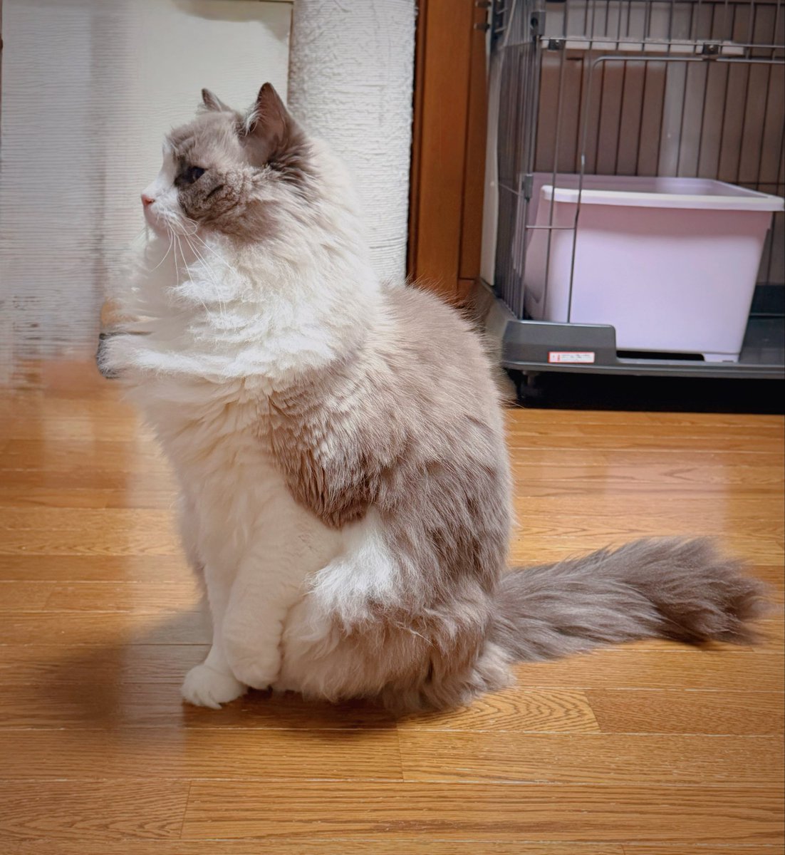 音に敏感でビビりな承太郎💕

姫💕が降りて来た音にビビった次いでに入って来るのを待つ承太郎💕

トトロ見たいな姿が可愛い🥰

#ラグドール 
#猫のいる暮らし 
#猫好きさんと繋がりたい