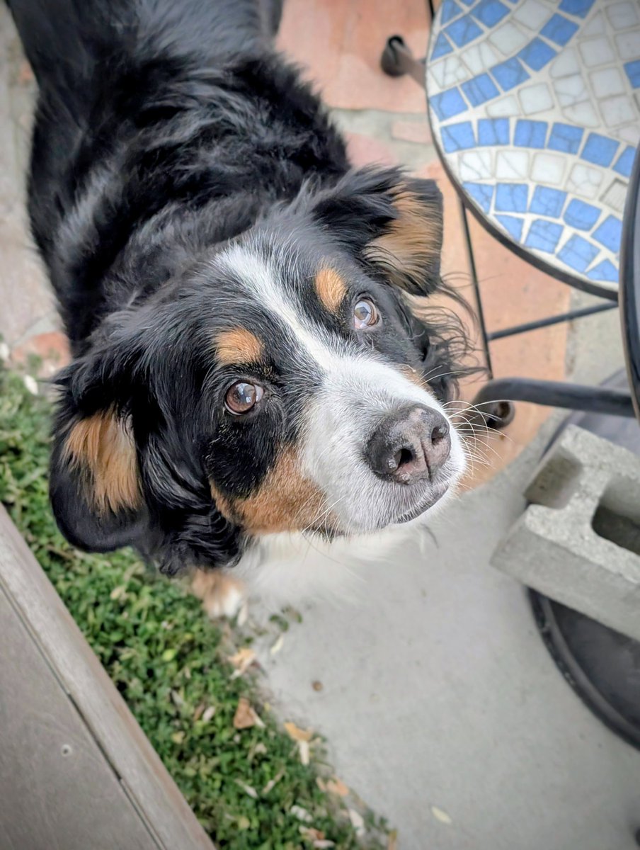 こんにちは🖐🏻☺️Sedamだよ
バニ子（本名まり）9歳8ヶ月
冬になるとお鼻がピンクになる。
賢いのよーっ。空気読むからね。庭のトイレ以外でしそうになった時、ダメ。トイレはあっち」と言えば、ハッとして、サーッと行くもんね。バニ男？ダメ！と言っても、こっち見ながら足あげてするよ😮‍💨ﾔﾚﾔﾚ🤣