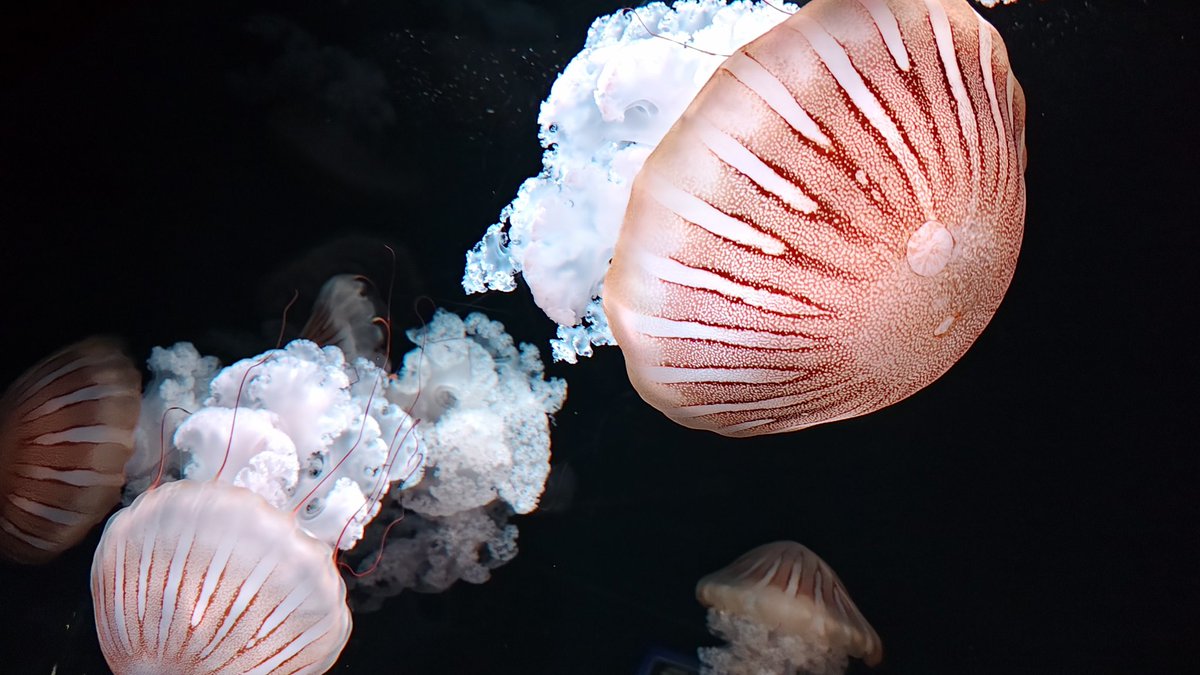 くらげ オールナイトカモスイ ～くらげまみれ～ #46 ヒョウガライトヒキクラゲ