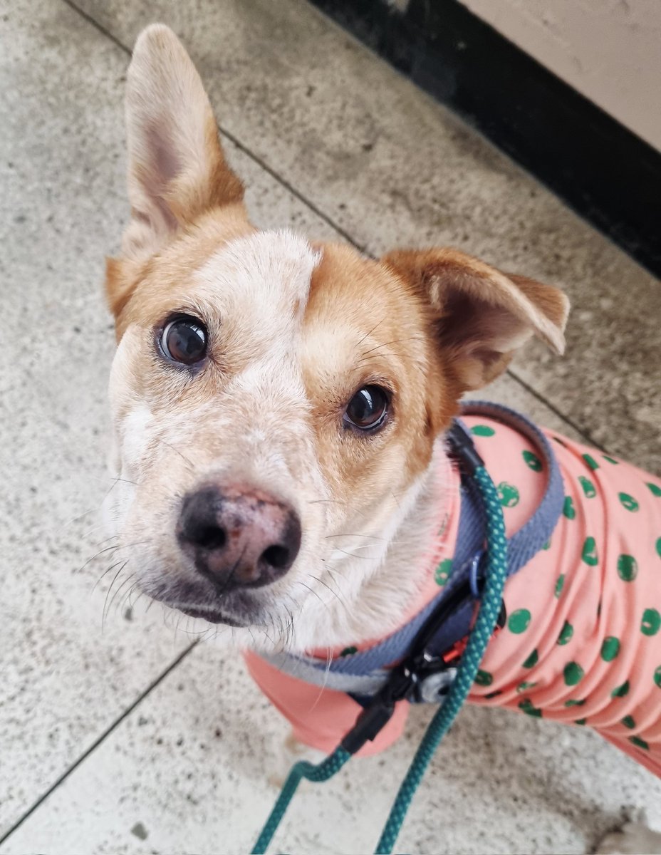 산책 가요
꼬기꼬기꼬기 달라는 초롱초롱 눈빛ㅋㅋ

#가족찾는마일로