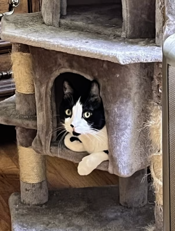 Adoptable Rescue Cats in California tweet media