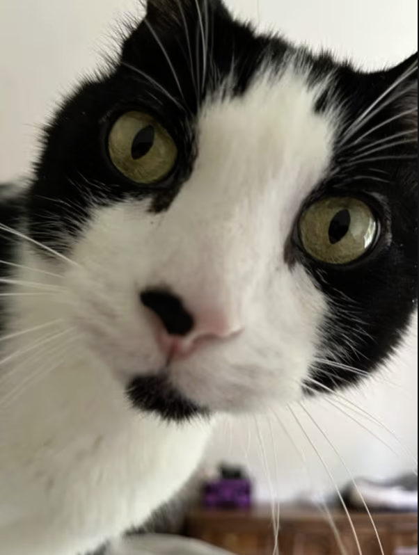 Adoptable Rescue Cats in California tweet media