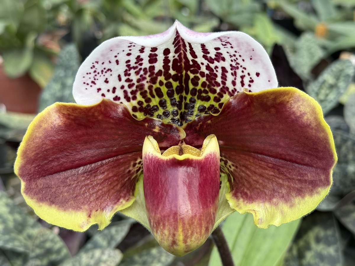 Paph. Hung Sheng Churchill x Hampshire Zoo