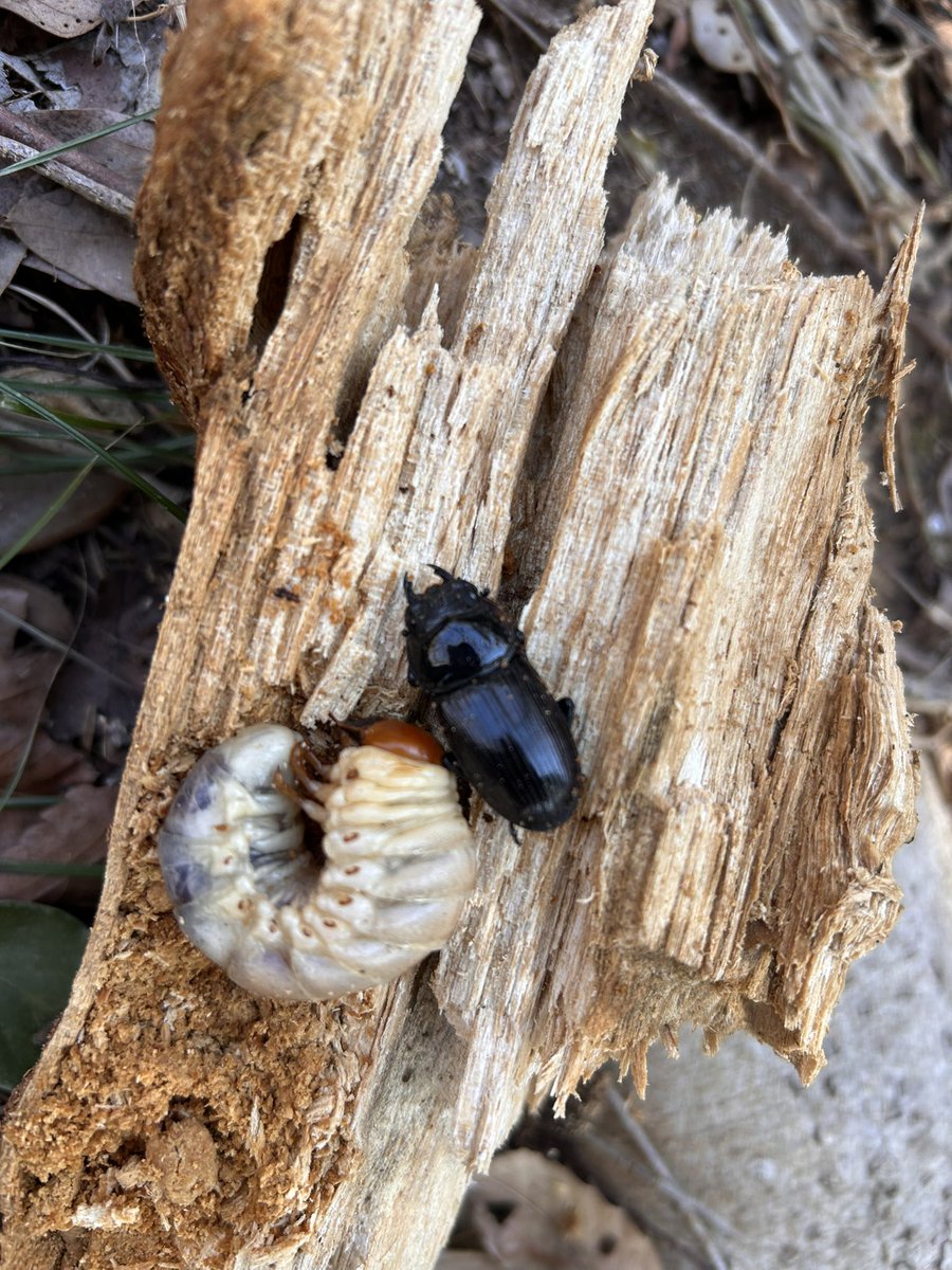 帰りますよいちょ