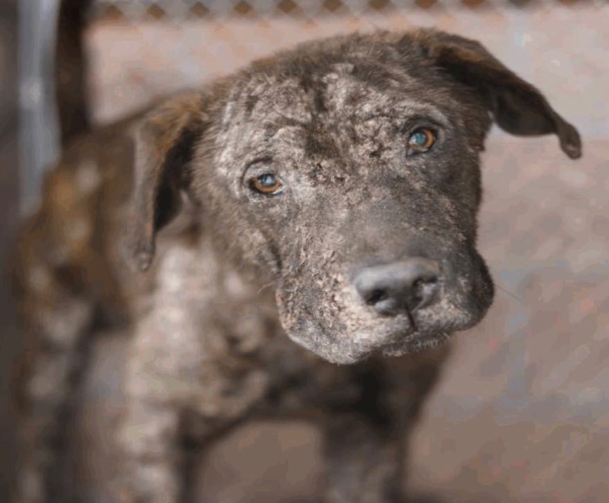 _taysmyoxygen1d's tweet image. 🆘 DOG WITH SKIN ISSUES IS BEING KILLED ON TUE 1.20 BY #SANANTONIO ACS #TEXAS‼️

SIF 🩵#A790468
2yo, 74lb

⚠️Deadline 1/13

🚨mod. gen. alopecia w excoriations

To #AdoptDontShop 📧 acsadoptions@sanantonio.gov 

To #foster 📧
acsrescue-foster@sanantonio.gov 

#PledgeForRescue 🙏🏼