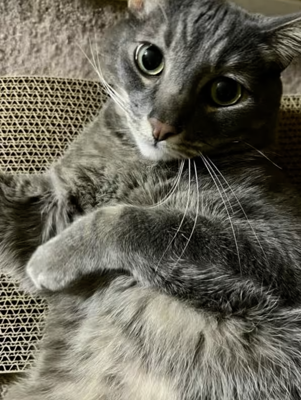 AdoptRescueCats's tweet image. Adopt Raider in #CastroValley, CA!  Courtesy Post for Angus &amp;amp; Friends Cat Rescue.  More info at angusandfriendscatrescue.com
#adoptdontshop #BayArea #cats