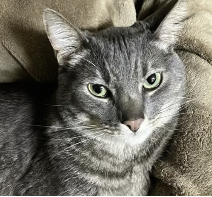 AdoptRescueCats's tweet image. Adopt Raider in #CastroValley, CA!  Courtesy Post for Angus &amp;amp; Friends Cat Rescue.  More info at angusandfriendscatrescue.com
#adoptdontshop #BayArea #cats