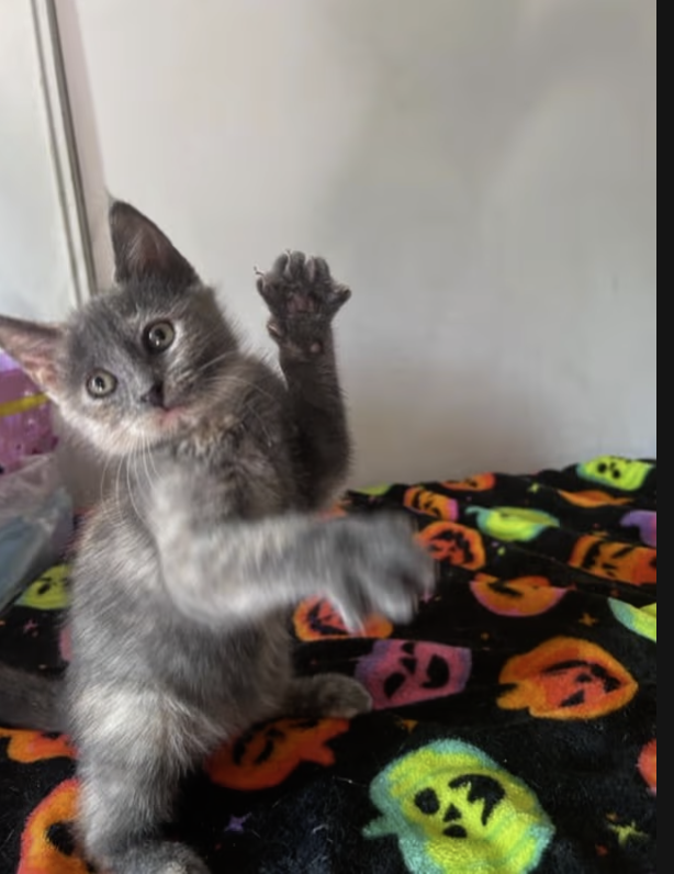 AdoptRescueCats's tweet image. Adopt Rocky Road in #CastroValley, CA!  Courtesy Post for Angus &amp;amp; Friends Cat Rescue.  More info at angusandfriendscatrescue.com
#adoptdontshop #BayArea #cats