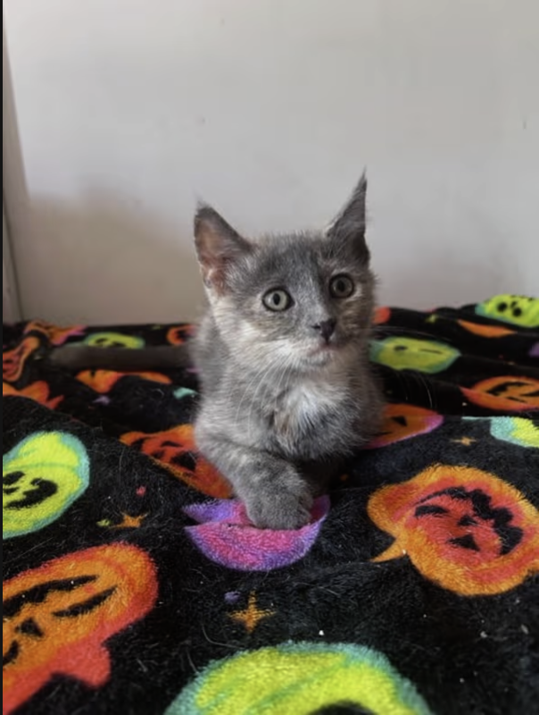 AdoptRescueCats's tweet image. Adopt Rocky Road in #CastroValley, CA!  Courtesy Post for Angus &amp;amp; Friends Cat Rescue.  More info at angusandfriendscatrescue.com
#adoptdontshop #BayArea #cats