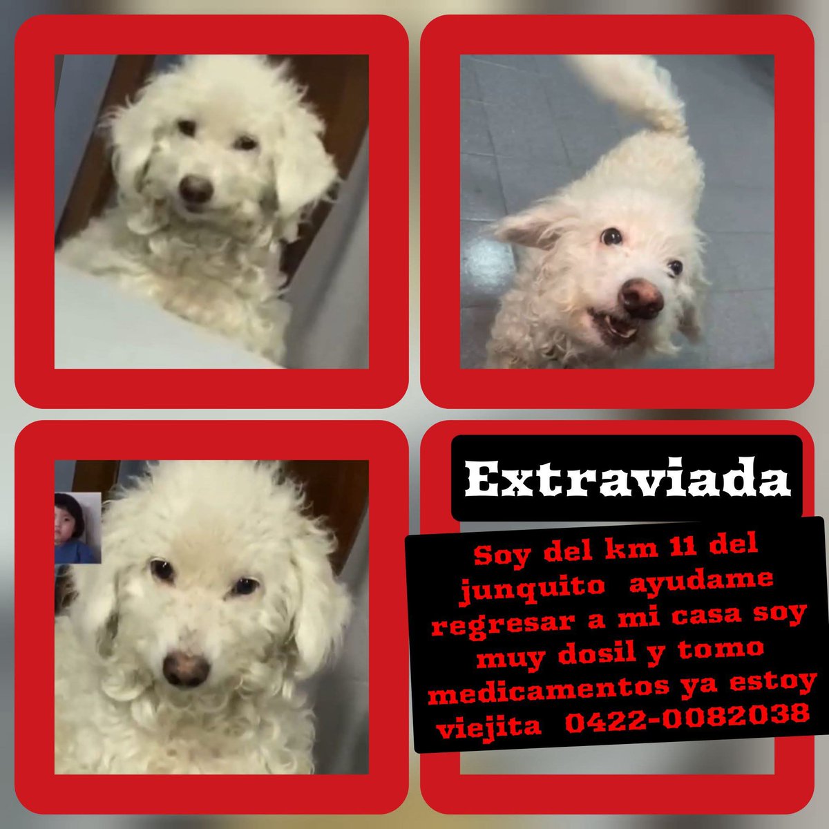 Se busca. La última vez fue vista en el km 11 de El Junquito, su mami humana está desesperada.