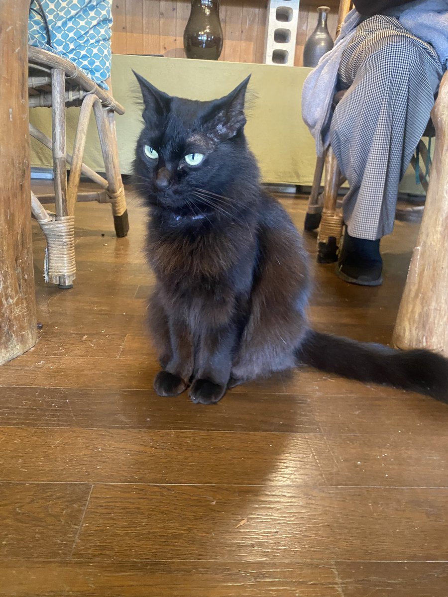 tansen1020's tweet photo. 沖縄黒猫🐈‍⬛

船着場飼い猫と読谷カフェ猫
双方皆に可愛がられていて幸せそう。 https://t.co/gqWSy1nTFa