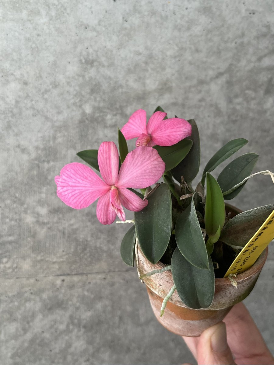 自然種のロゼア開花。二芽とも三枚葉の奥にあった小ちゃなポッチから奇跡的に開花した。元々色が薄いのだけど今回は右半分がキメラっぽい。色々とワイルド

C.wittigiana自然種（Soph. rosea）