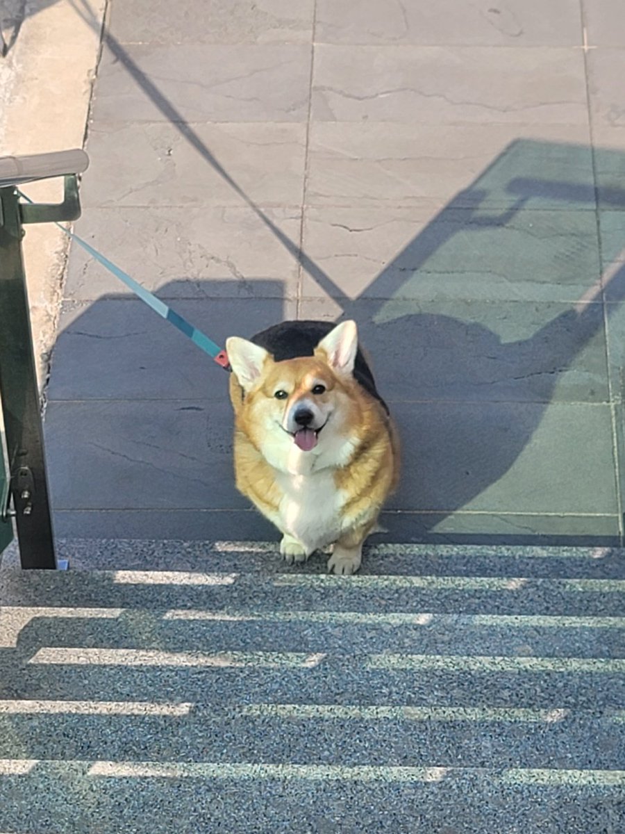 The4devas's tweet image. 가족은 다 챙겨가야 움직이겠다며 버티며 원고하던 새럼을 마냥 기다리는 갱얼쥐 보실래요. (완도는 봄 날씨입니다.)