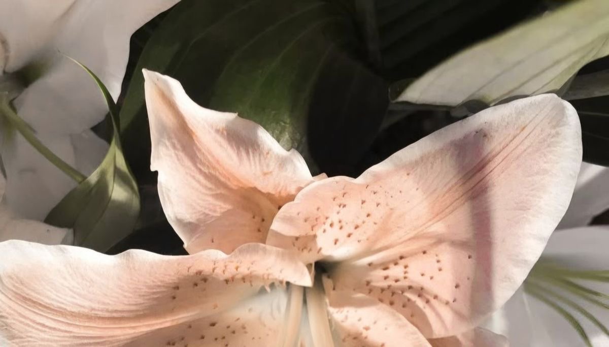 emullous's tweet image. masuk ht like ya makasih #zonauang