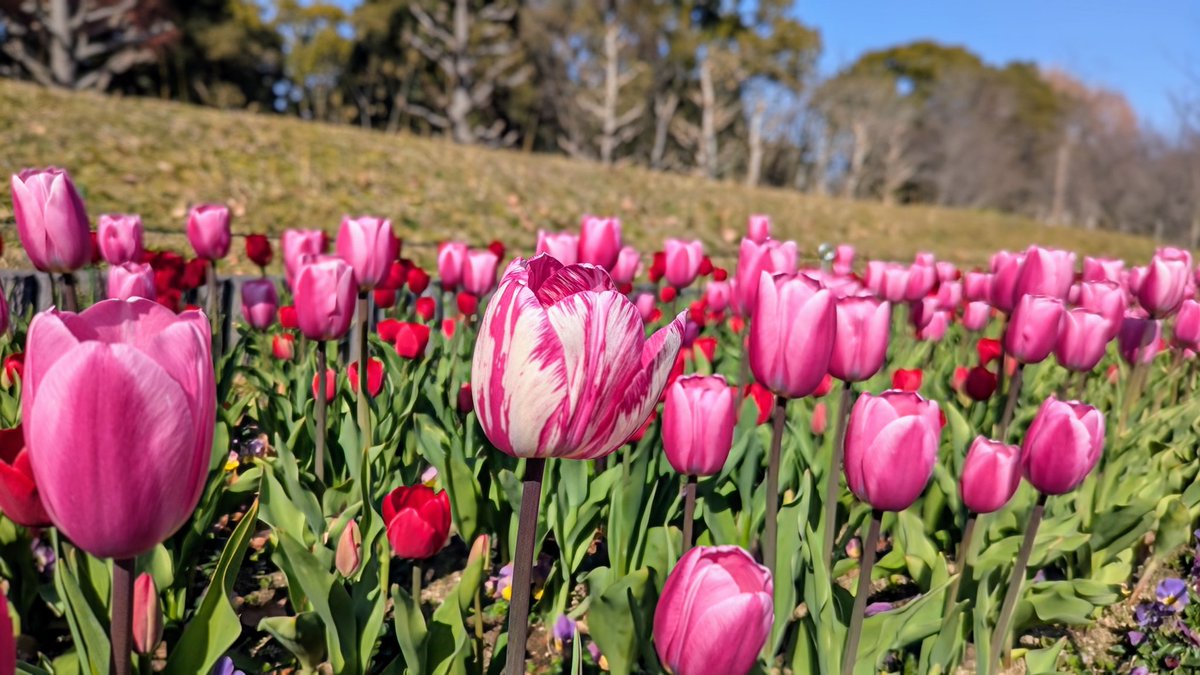 チューリップ様•*¨*•.¸♬︎ チューリップ