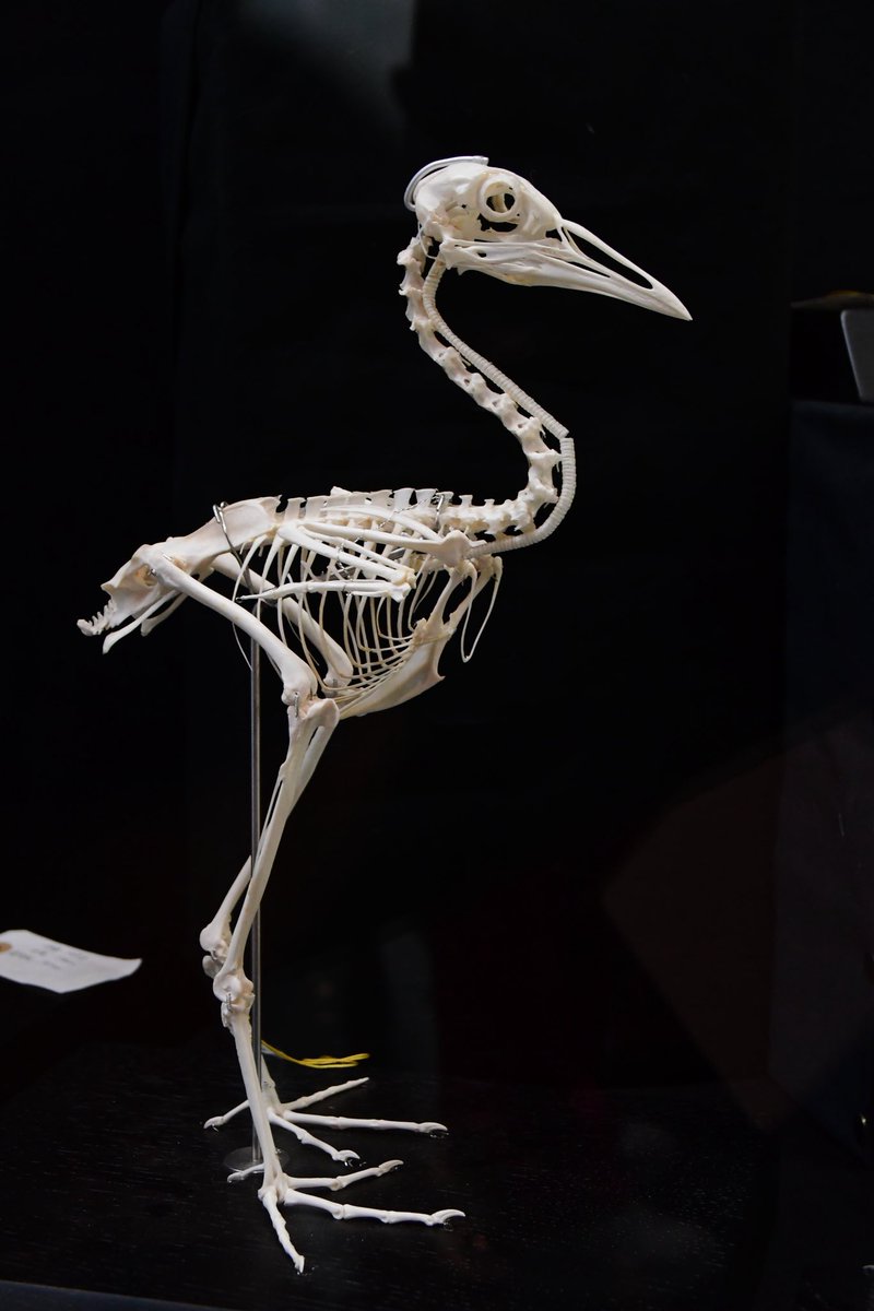 骨格標本はいいぞ！ クロツラヘラサギ→オリイオオコウモリ→アマミノ