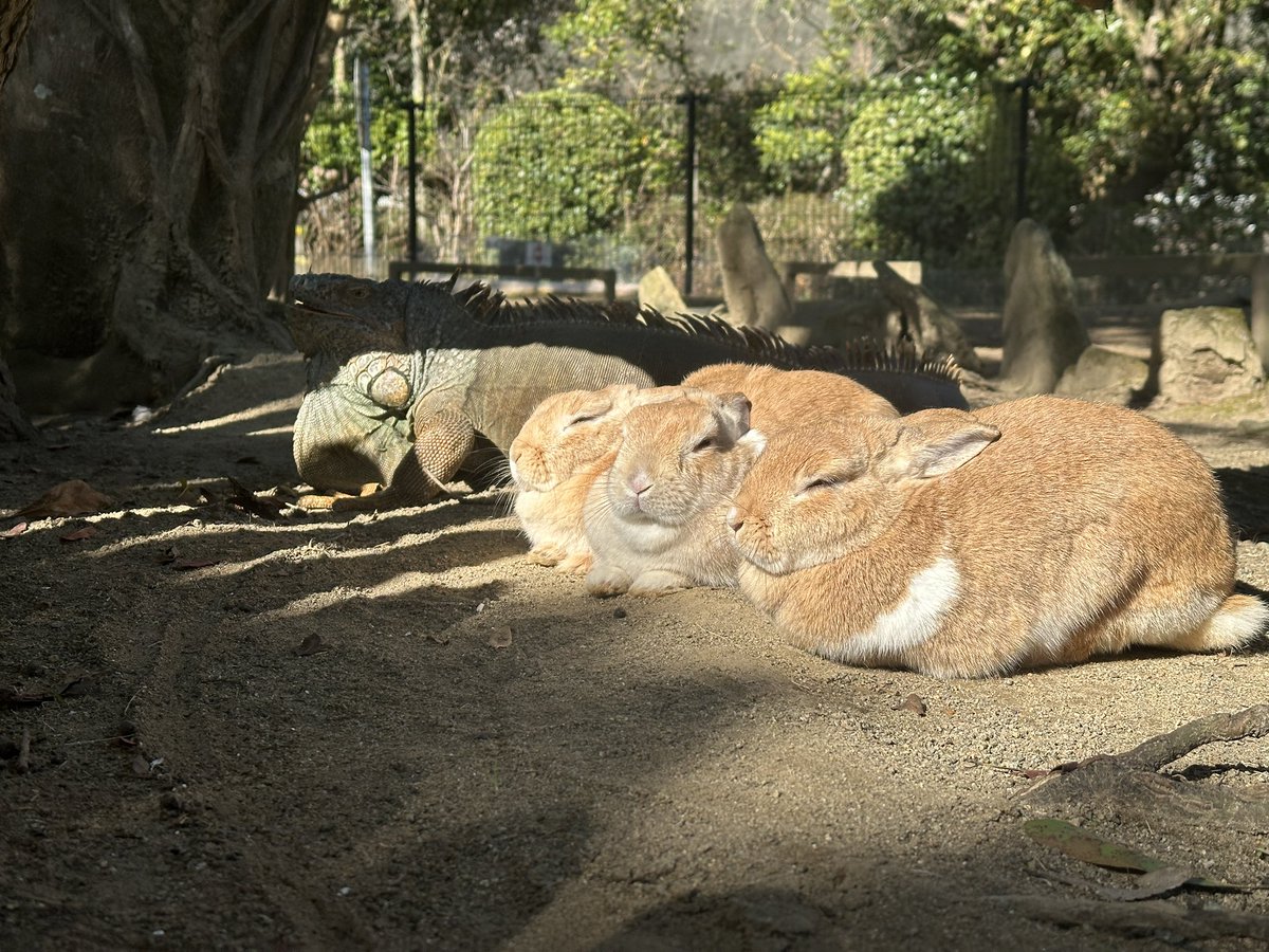 ngsbiopark's tweet image. 手前から
ウサギ、ウサギ、ウサギ、ウサギ...？

#ジュラン #グリーンイグアナ
#長崎バイオパークpaw