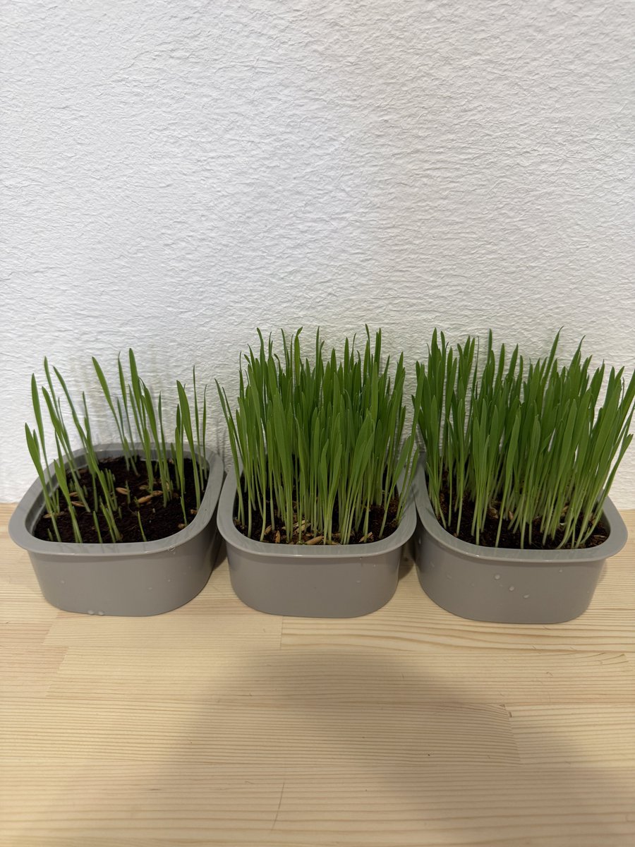 エン麦量産中...