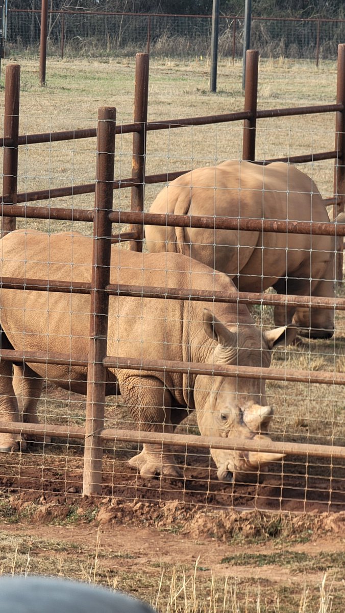 ChefGaston392's tweet photo. When in Georgia, visit and support the new @Georgia Safari Conservation Park. The opened in 2024 and help preserve wild life on 500 acres and add new animals often. https://t.co/jhNEl2HLlF