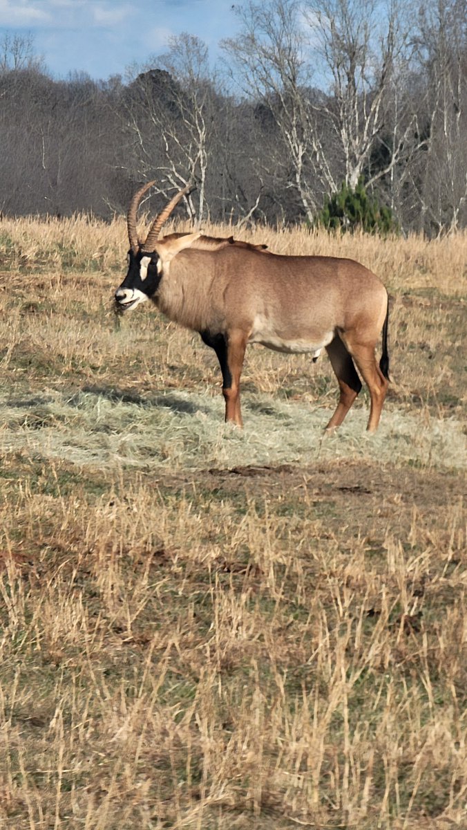 ChefGaston392's tweet photo. When in Georgia, visit and support the new @Georgia Safari Conservation Park. The opened in 2024 and help preserve wild life on 500 acres and add new animals often. https://t.co/jhNEl2HLlF