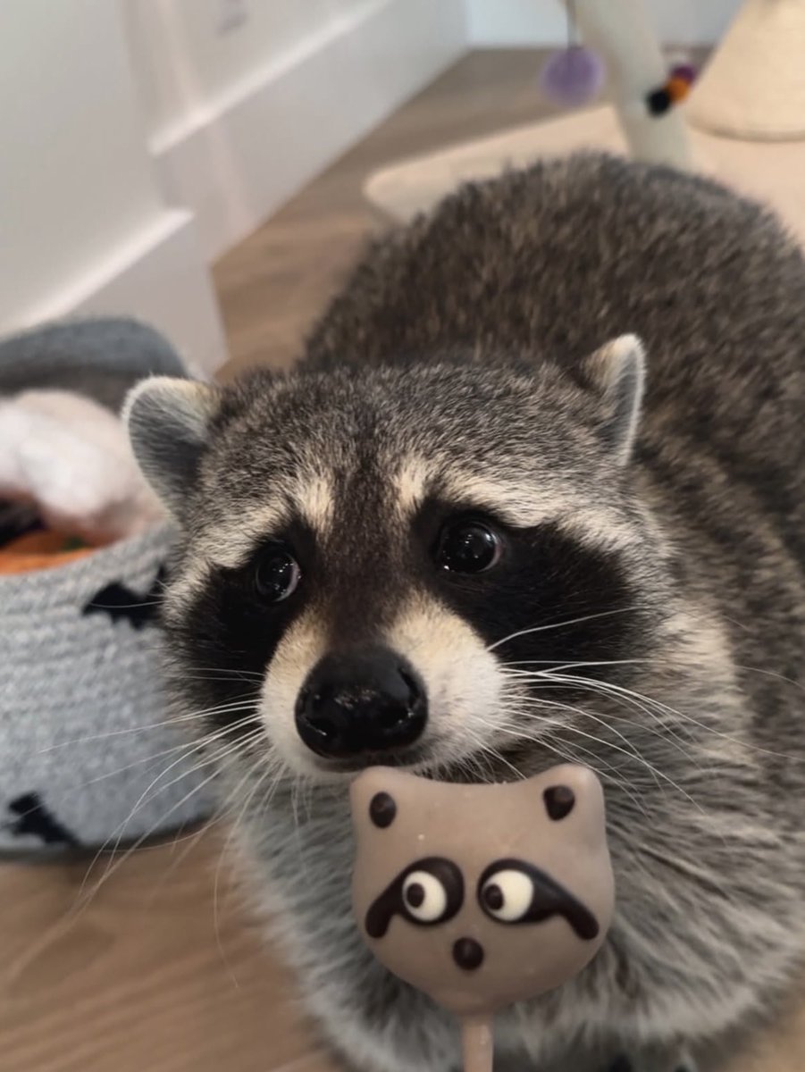 tsubutsububeans's tweet image. ひるめしどきやから、おやつがまんやで