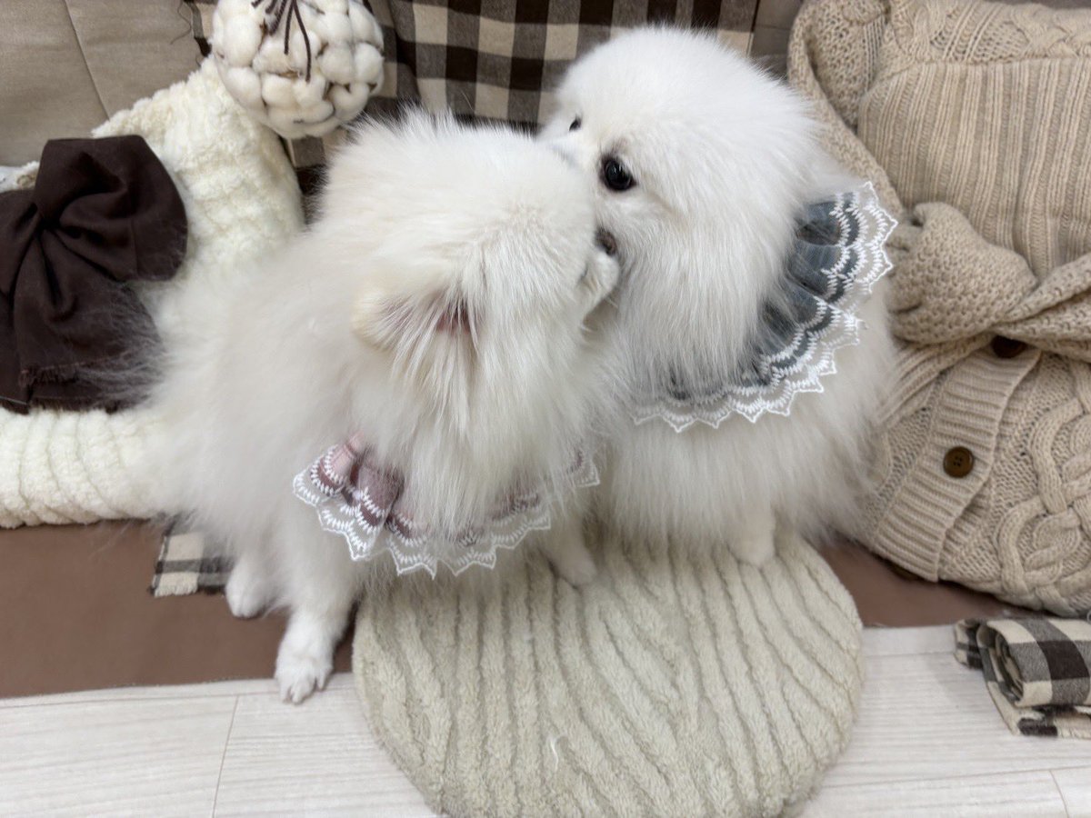 ゆきはくママ tweet media