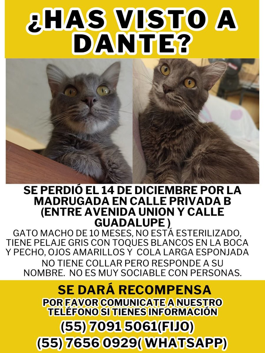 UH Plateros tweet media