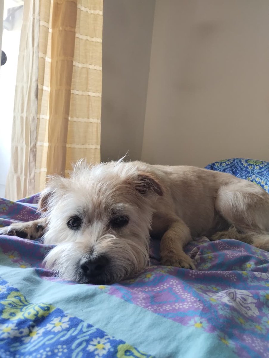 RodrigoFawaz tweet media