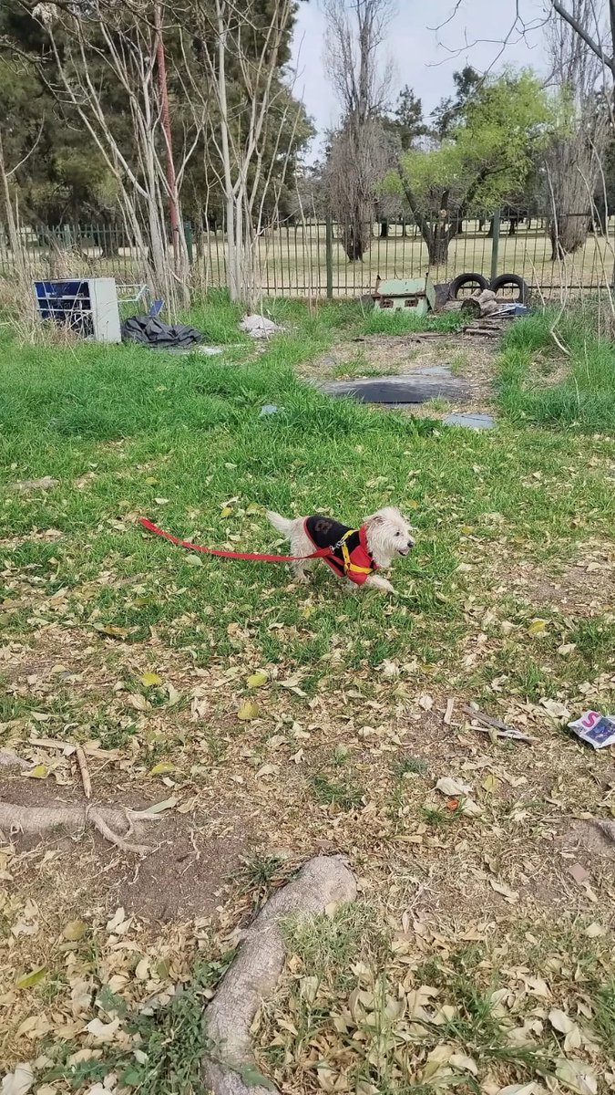 RodrigoFawaz tweet media