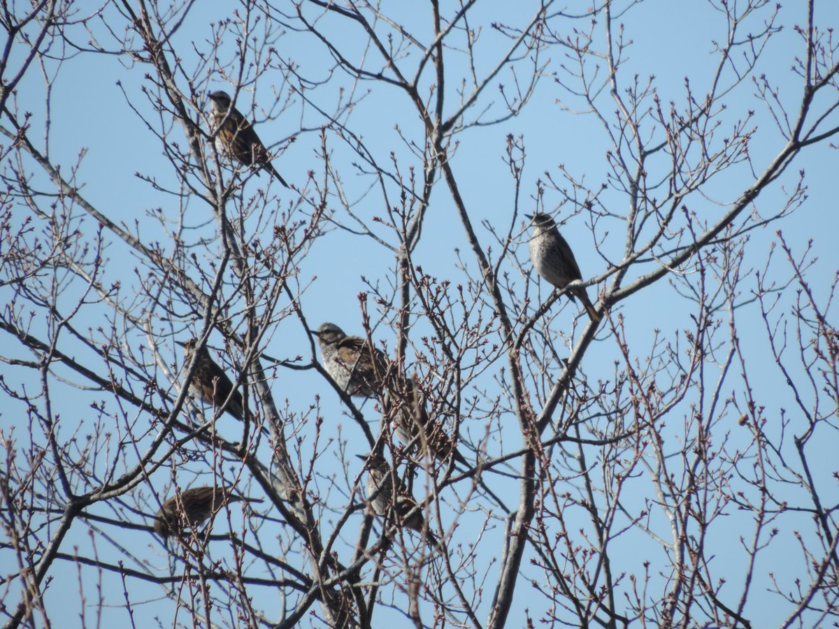HadanoVC's tweet image. 8時40分の気温9.4度　晴れ
朝から青空が広がり、丹沢の山々がよく見えています。
日差しはたっぷりとありますが、昨日とくらべると気温は低くヒンヤリとしています。
秦野戸川公園内を歩き、枝にとまっていた数羽の #ツグミ の群れや、ちょっと開いた #ニワトコ の冬芽を観察しました。