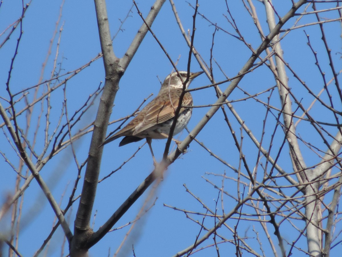 HadanoVC's tweet image. 8時40分の気温9.4度　晴れ
朝から青空が広がり、丹沢の山々がよく見えています。
日差しはたっぷりとありますが、昨日とくらべると気温は低くヒンヤリとしています。
秦野戸川公園内を歩き、枝にとまっていた数羽の #ツグミ の群れや、ちょっと開いた #ニワトコ の冬芽を観察しました。