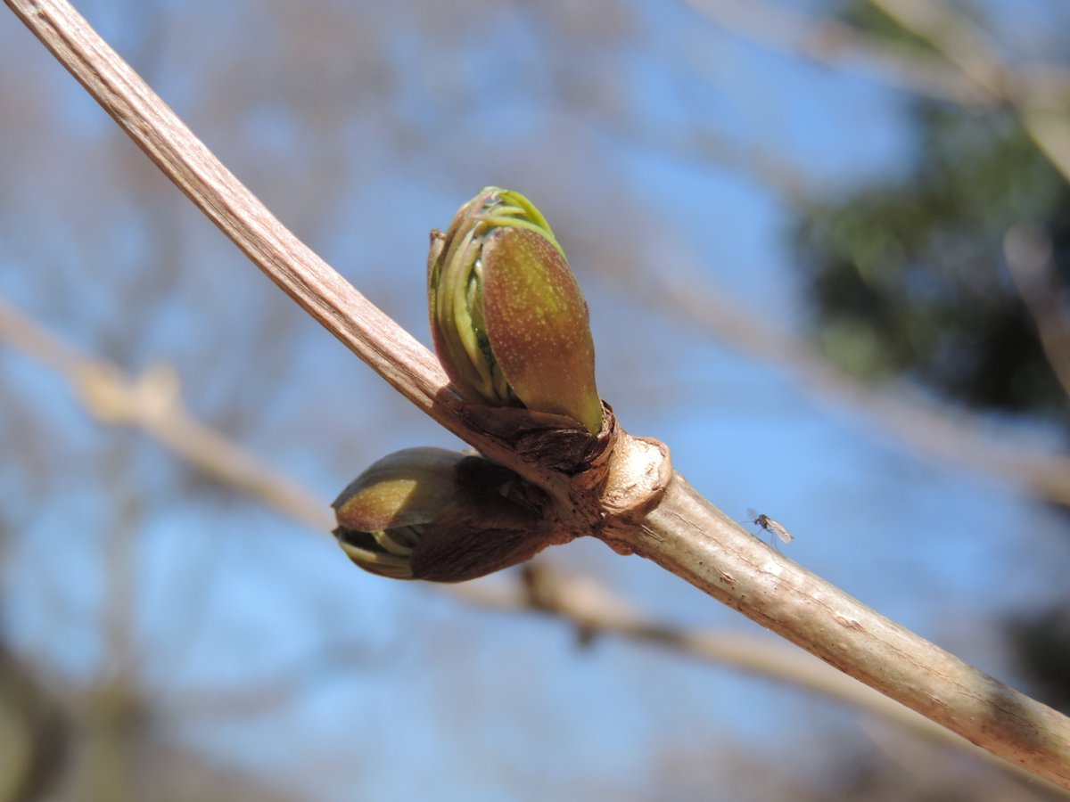 HadanoVC's tweet image. 8時40分の気温9.4度　晴れ
朝から青空が広がり、丹沢の山々がよく見えています。
日差しはたっぷりとありますが、昨日とくらべると気温は低くヒンヤリとしています。
秦野戸川公園内を歩き、枝にとまっていた数羽の #ツグミ の群れや、ちょっと開いた #ニワトコ の冬芽を観察しました。