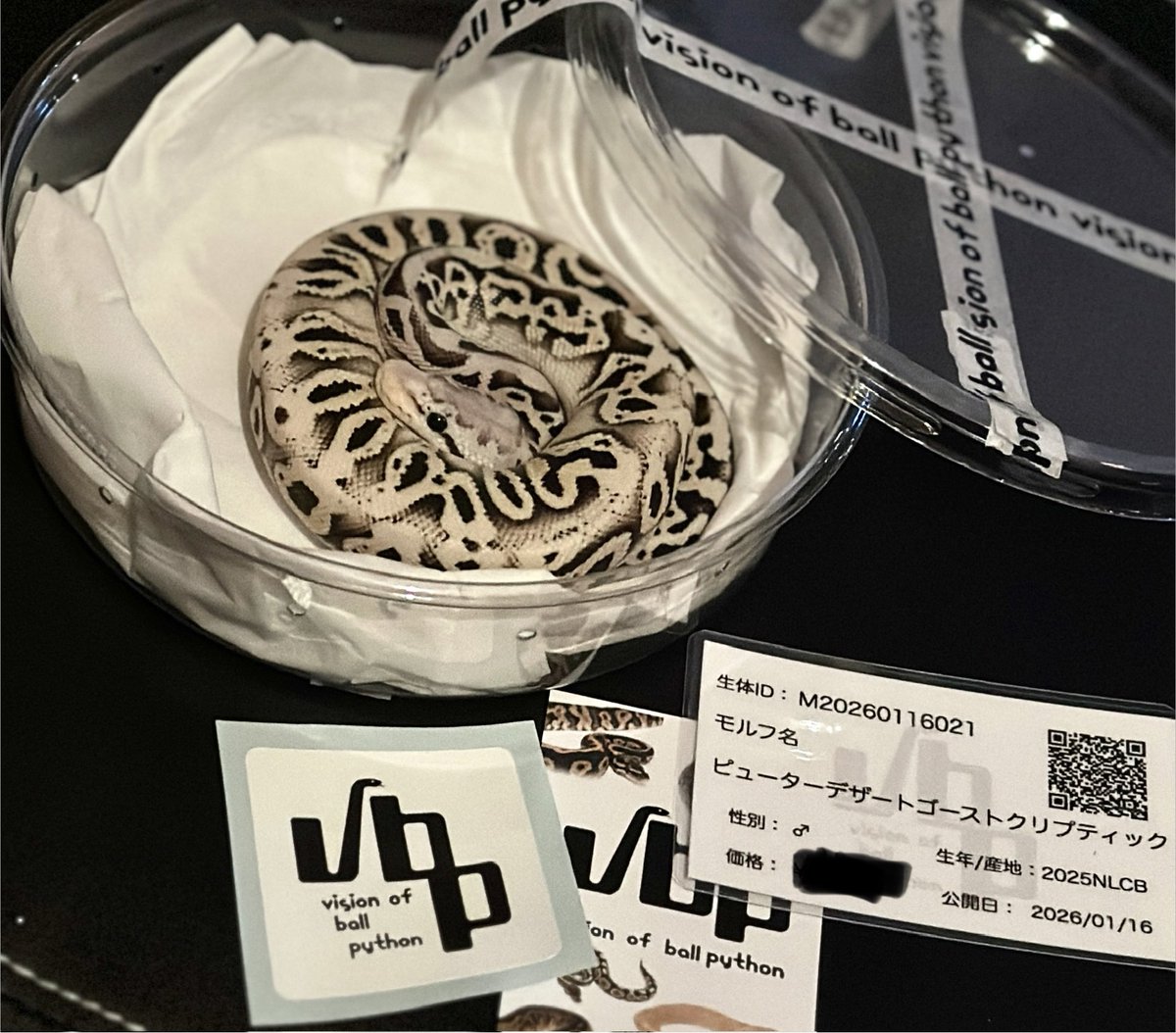 ちいさなかいじゅう tweet media