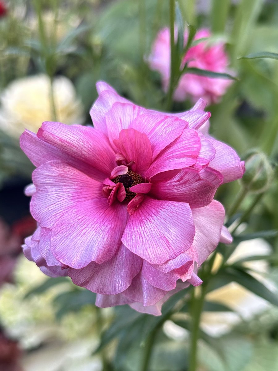 ❇️ラナンキュラス❣️専用② Ranunculus 2nd Anniversary」グッズを2024年3月16日(土)18時より販売