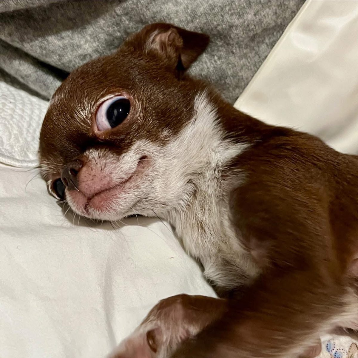 Fiona has such a funny 😂 face and expressive eyes 👀 she always makes us laugh! 😆 🤭 #chihuahua #chihuahuaoftheday #chihuahuas #chihuahualife #chihuahuaworld #chihuahualove #chihuahuafanatic
