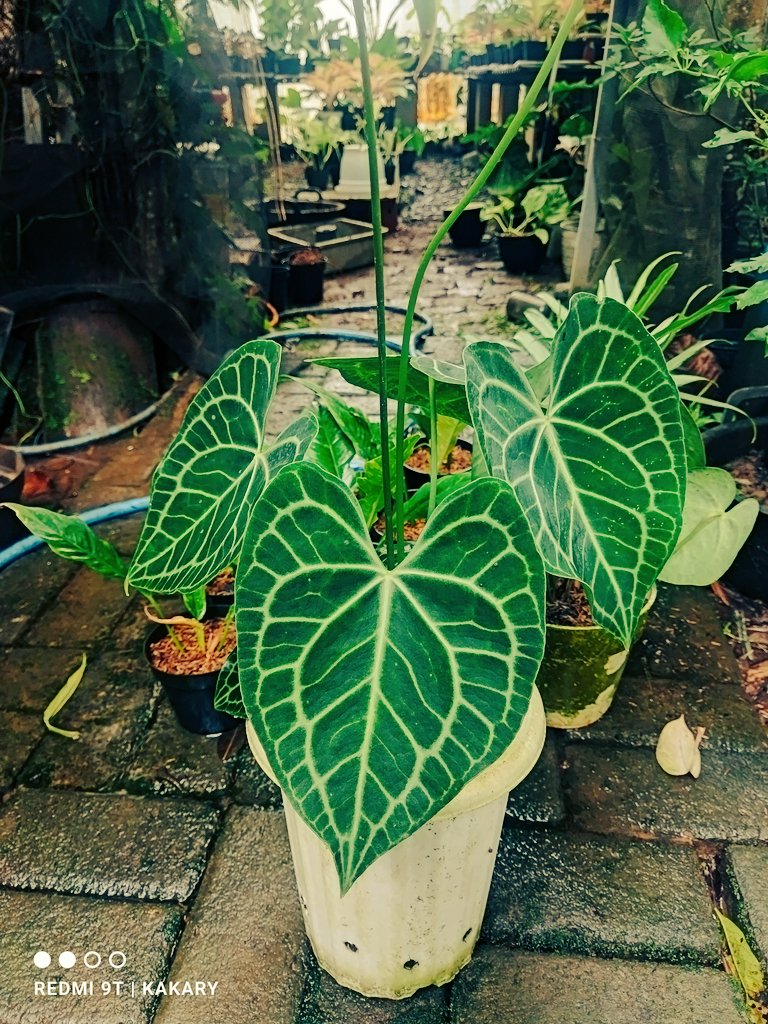 arysamarang's tweet photo. Kebaikan yg selalu istiqomah akan menghasilkan  keindahan soal kehidupan di dunia https://t.co/qVCTyqhVr1