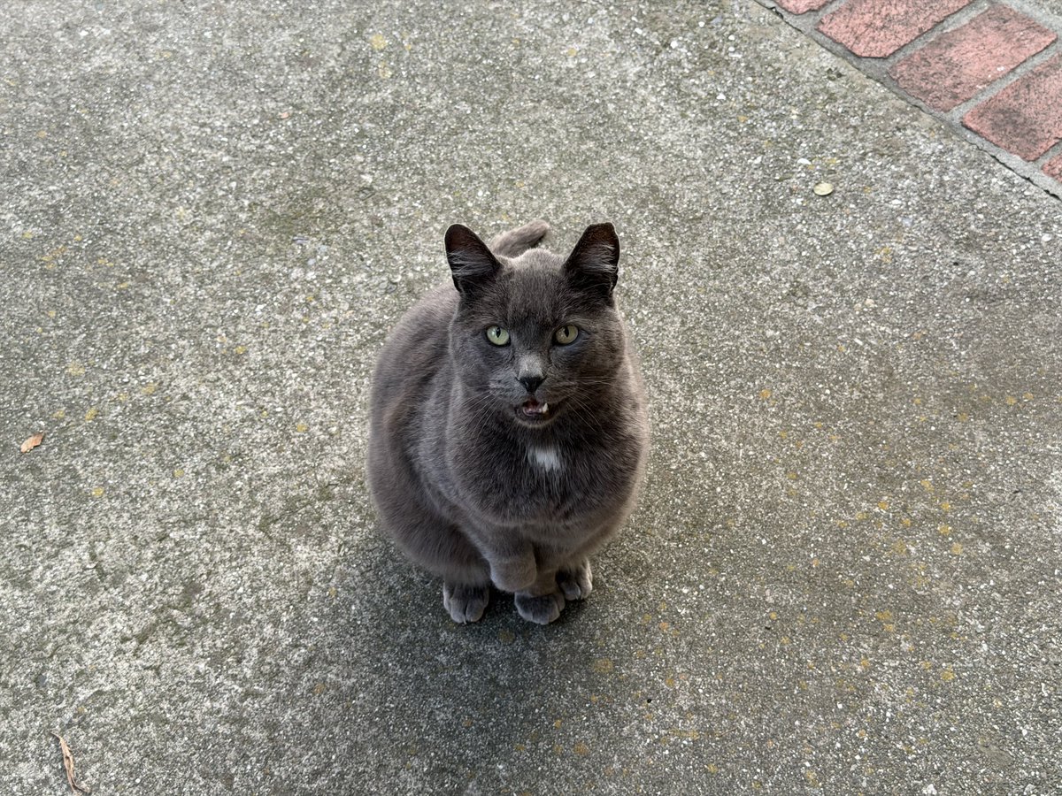 tomokof's tweet image. 外猫ちゃん。前脚を上げるのがかわいい。