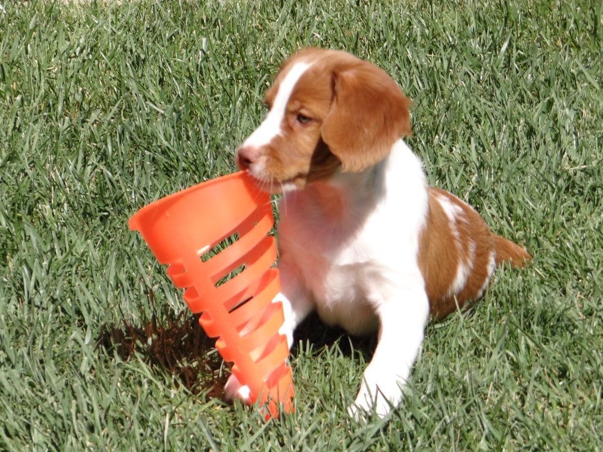 Obriensusan9's tweet photo. @ReelzChannel Lucky when he was a puppy 🐶.  He's 13 now https://t.co/pKKeqmpVtG