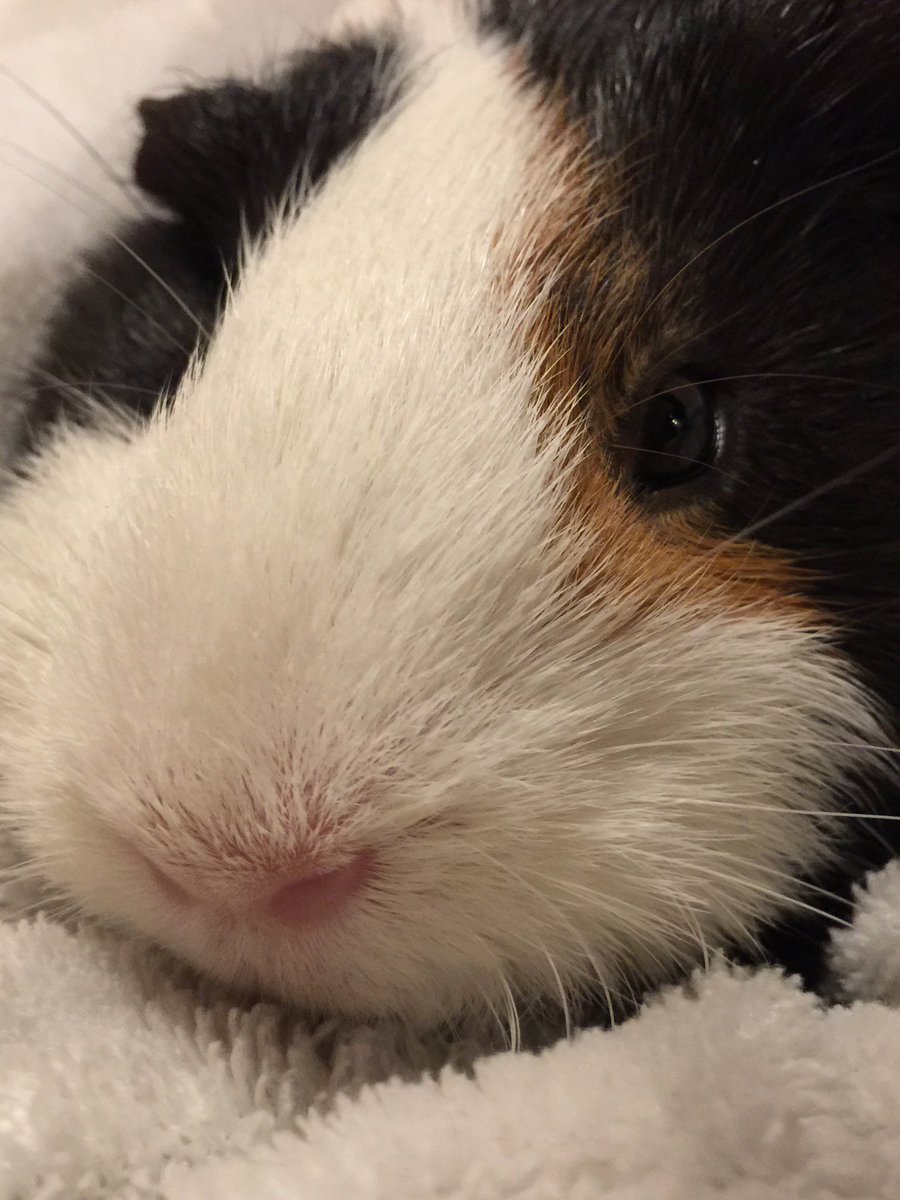 #TLにモルモットのドアップ画像をあげて人々を幸せにしよう計画