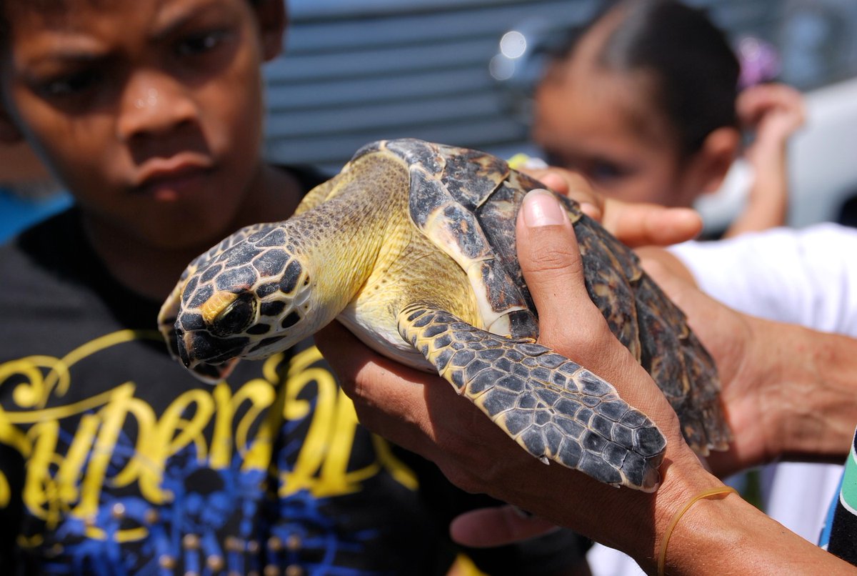 SEEturtles's tweet image. Did you know that we have sea turtle lessons that are developed by teachers and geared towards grades k - 12? They are free to download and fulfill national educational standards.

Download here: seeturtles.org/lesson-plans

#lessonplans #school #middleschool #highschool #seaturtle