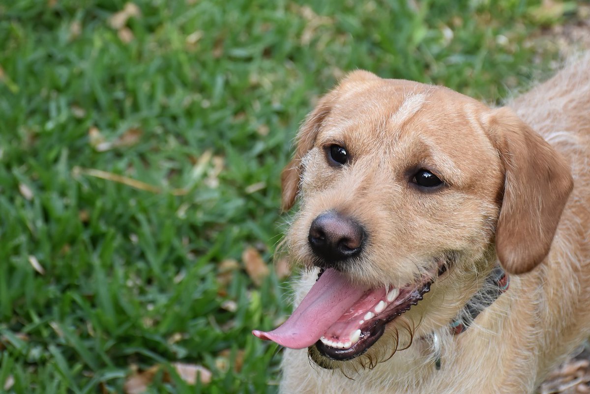 RealityDesignz's tweet image. Diều hâu được biết đến với khả năng săn mồi trong nhiều loại môi trường, từ sa mạc đến rừng rậm 🦅🏜️