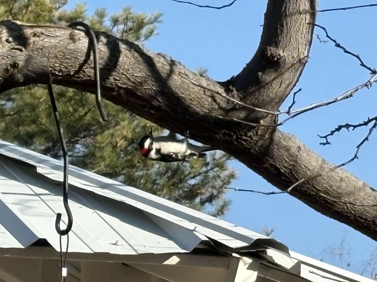 今日のお散歩で出会った仔達。朝夕はメチャ寒いんだけど、日中はお散歩しやすい気温。
3月から5月にかけて5つの旅行の予定があるんだけど、その内の2つの予定が二転三転して、もう頭の中がこんがらがって、どの旅行のリサーチの時に何を見たのかわからない…
3月頭の日本と3月末のNYは確定…の筈。